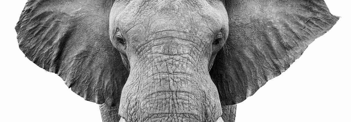 Elefantenkopf Portrait