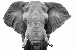 Elefantenkopf Portrait