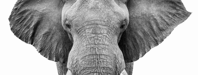 Elefantenkopf Portrait